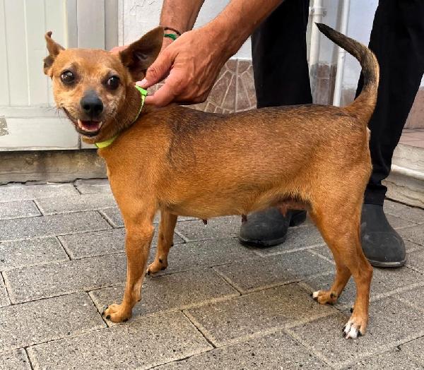 Mercoledi' Pinscher